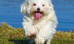 Crusty White Dog: Understanding This Charming and Rare Breed