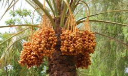 9 Types of Date Palm Trees (Pictures and Identification)