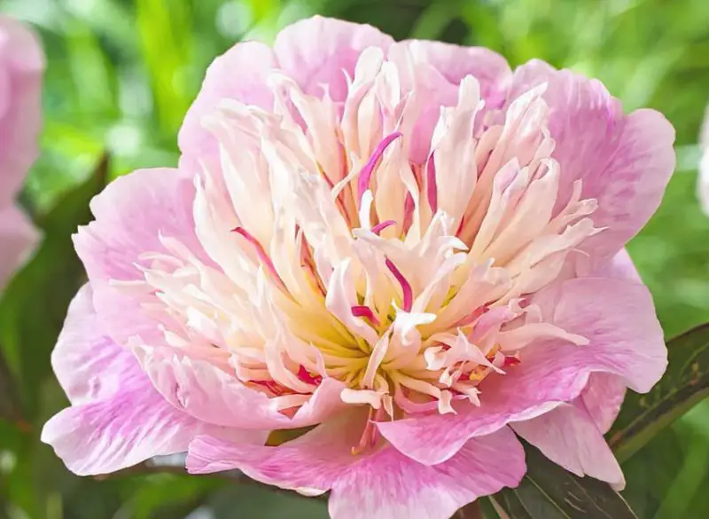 Peonies Flowers