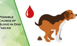 Dog Pooping Blood? Signs, Causes, and Solutions!