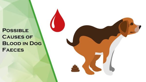 Dog Pooping Blood