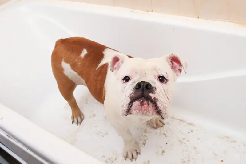 Dog Throwing Up White Foam