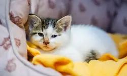 1000+ Cute and Unique Female Cat Names You’ll Absolutely Love!