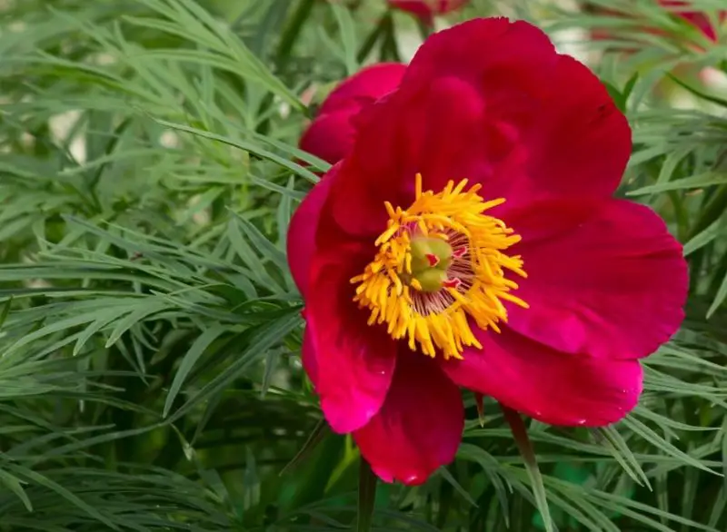 Peonies Flowers