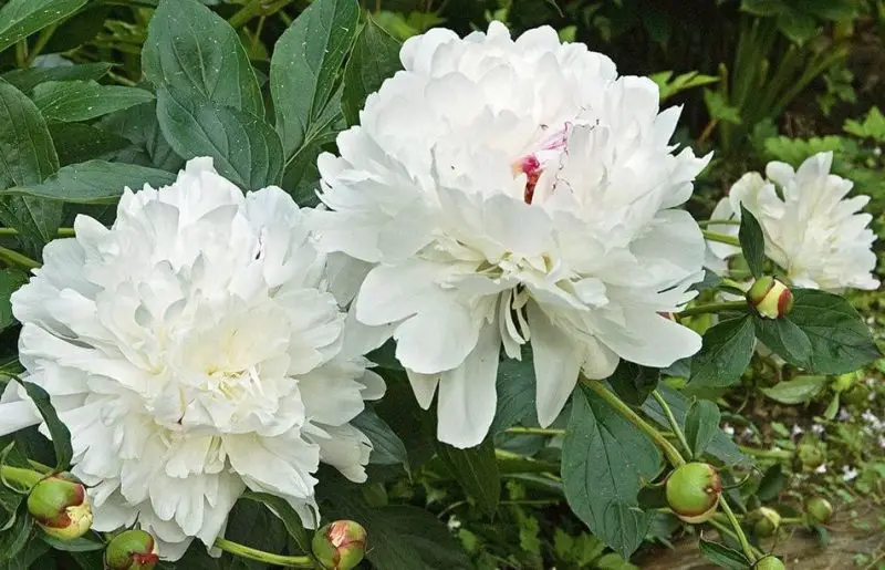 Peonies Flowers