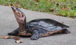 Florida Softshell Turtle: Everything You Need to Know