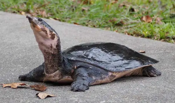 Florida Softshell Turtle