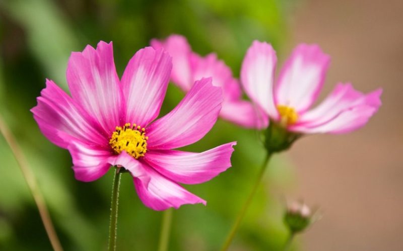 Cosmos Flowers