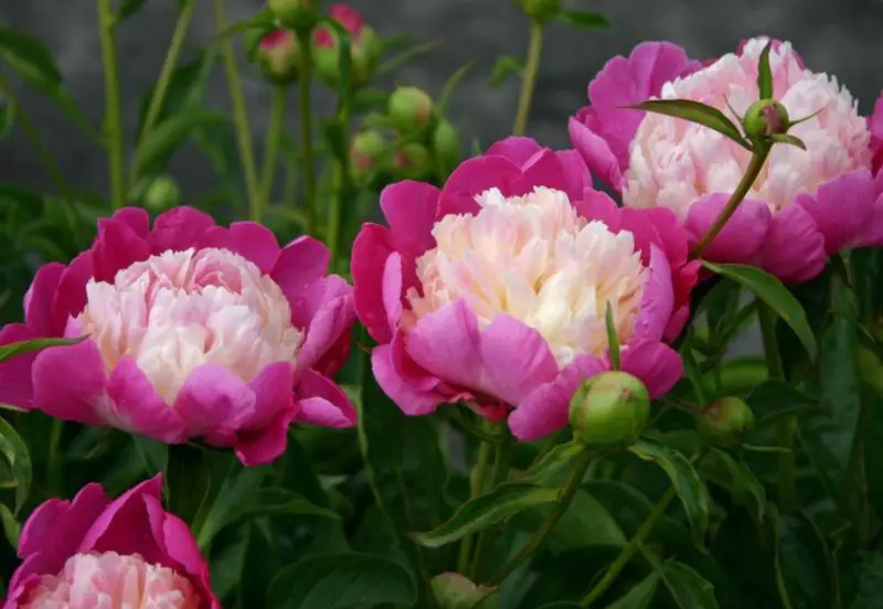 Peonies Flowers