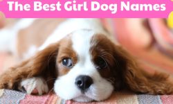 400+ Best Girl Dog Names You’ll Love