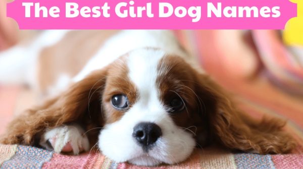 Girl Dog Names