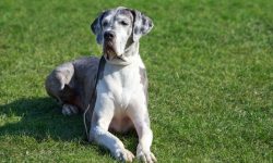 What is the Average Great Dane Life Expectancy?