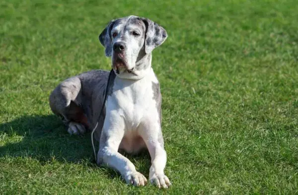 Great Dane Life Expectancy