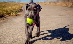 Great Dane Puppies: Everything You Need to Know