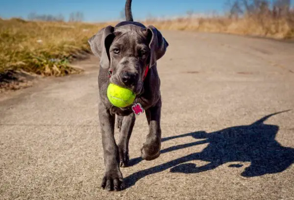 Great Dane Puppies