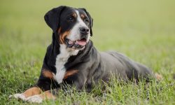 Greater Swiss Mountain Dog Care: Tips for a Happy, Healthy Pup!