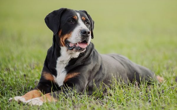 Greater Swiss Mountain Dog