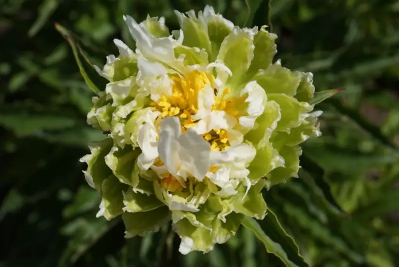 Peonies Flowers