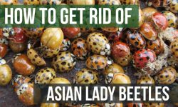 22 Ways for How to Get Rid of Asian Lady Beetles Naturally