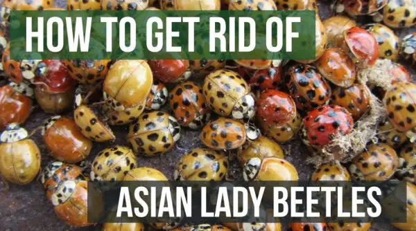 How to Get Rid of Asian Lady Beetles