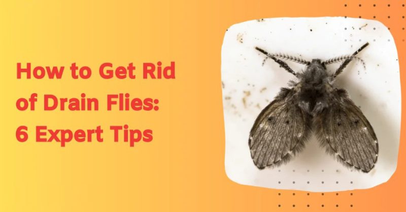 How to Get Rid of Drain Flies