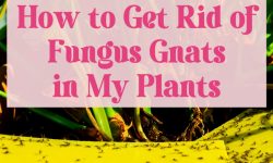 How to Get Rid of Gnats in Plants: 14 Effective Ways