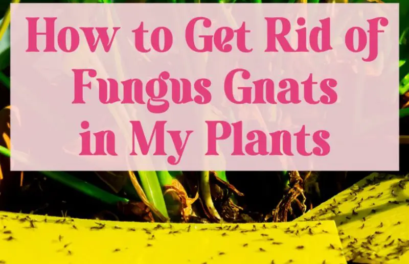 How to Get Rid of Gnats in Plants