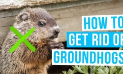 15 Ways on How to Get Rid of Groundhogs Naturally