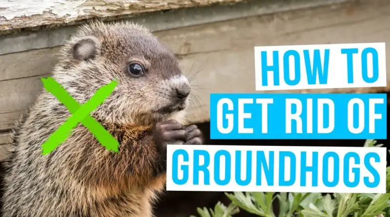 How to Get Rid of Groundhogs