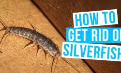 How to Get Rid of Silverfish: 20 Effective and Easy Ways