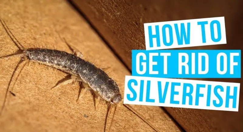 How to Get Rid of Silverfish