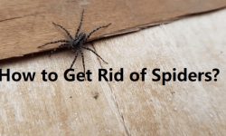 How to Get Rid of Spiders: 15 Effective Methods