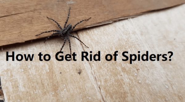 How to Get Rid of Spiders