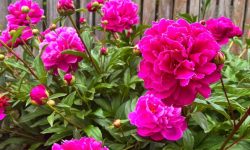 30 Beautiful Peony Flowers with Pictures and Peonies Care Tips