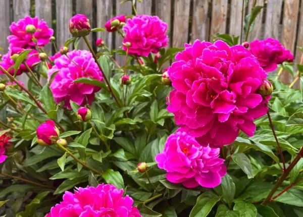 Peonies Flowers