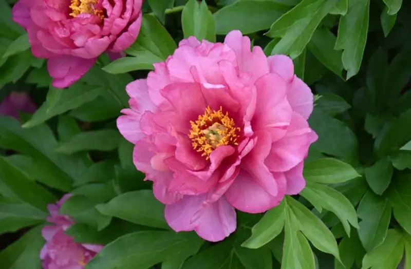 Peonies Flowers