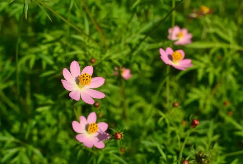 Cosmos Flowers