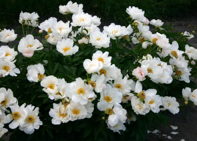 Peonies Flowers