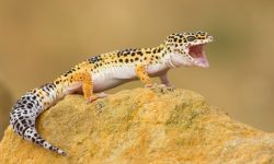 Leopard Gecko Lifespan: How Long Can Your Pet Gecko Live?