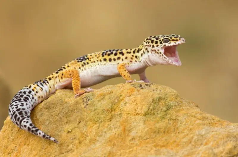 Leopard Gecko Lifespan