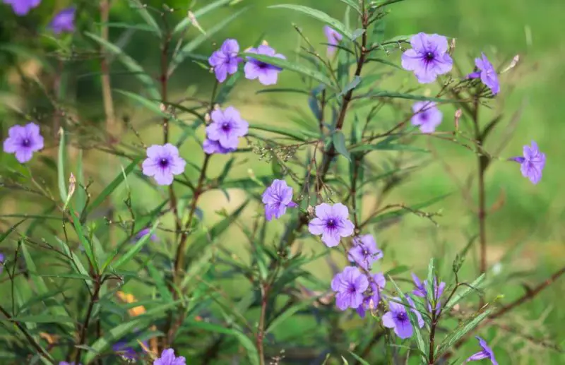 Mexican Petunia