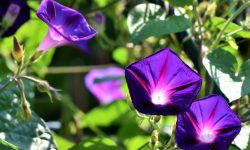 Do Morning Glory Flowers Grow in Wetlands? Meaning and Facts