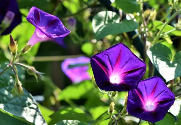 Morning Glory Flowers