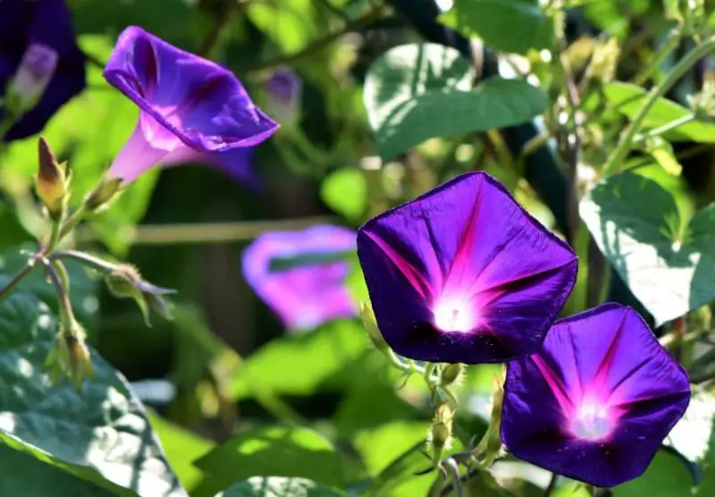 Small Purple Flowers