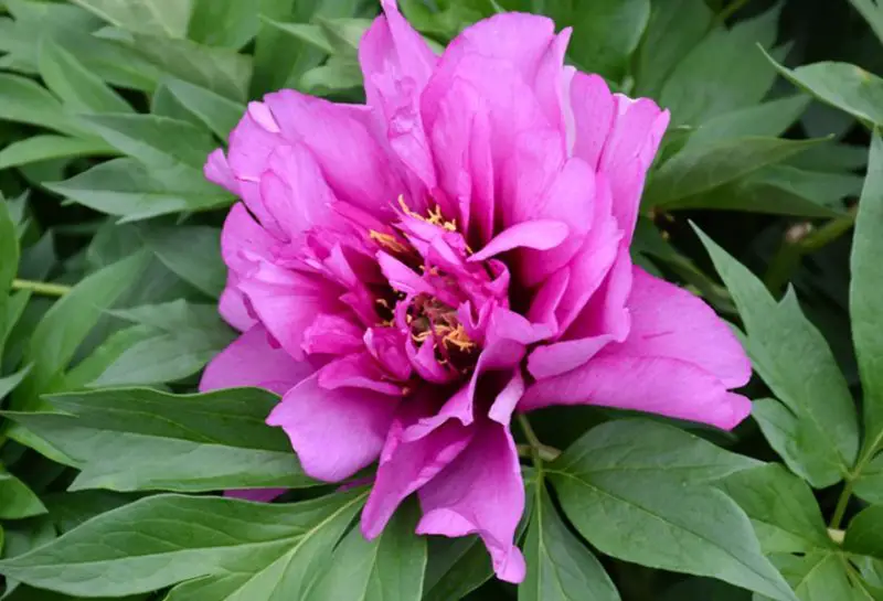 Peonies Flowers