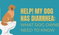 My Dog Has Diarrhea but Is Acting Fine – Should I Be Worried?