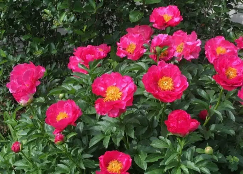 Peonies Flowers