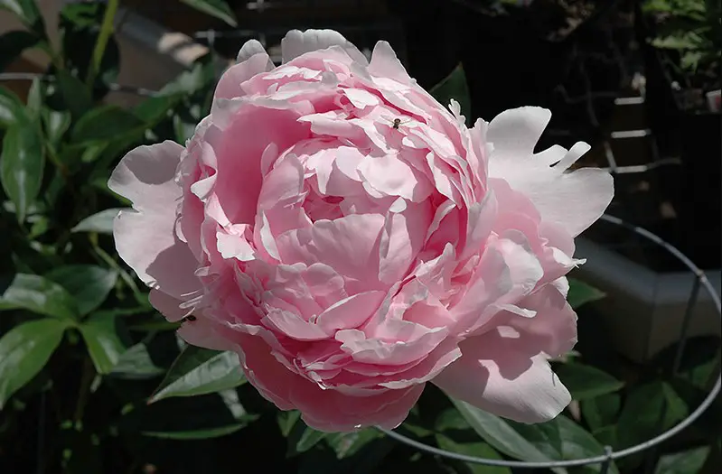 Peony Flowers