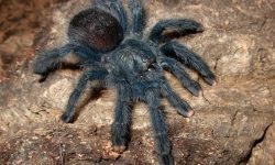 Pink Toe Tarantula Care Tips – Perfect for New Owners!