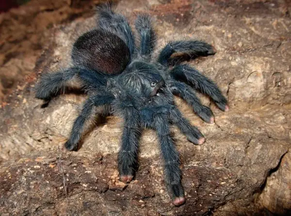 Pink Toe Tarantula